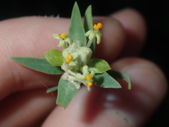 Pimelea microcephala
