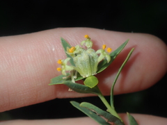 Pimelea microcephala