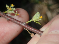 Pimelea microcephala