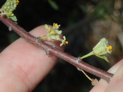 Pimelea microcephala