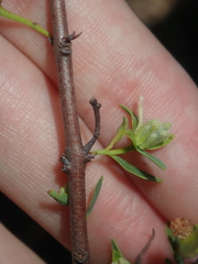 Pimelea microcephala