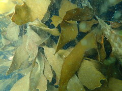 Desmarestia ligulata