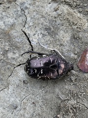 Protaetia orientalis sakaii