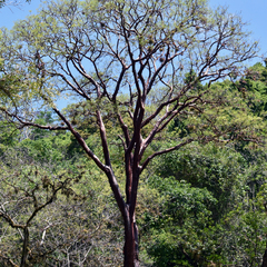 Bursera morelensis