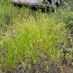Carex cryptolepis