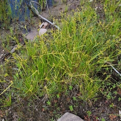 Carex cryptolepis