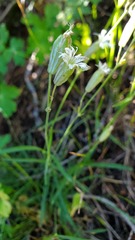 Silene sargentii