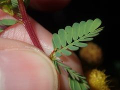 Acacia pulchella