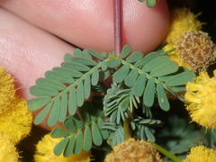 Acacia pulchella