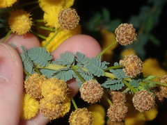 Acacia pulchella