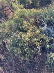 Grevillea biternata