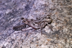 Gastrimargus marmoratus