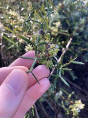 Grevillea biternata