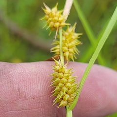 Carex cryptolepis