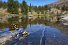 Western Terrestrial Garter Snake photo 3