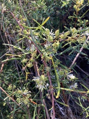 Grevillea biternata