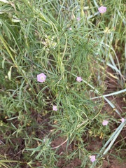 Ipomoea costellata