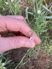 Ipomoea costellata