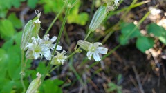 Silene sargentii