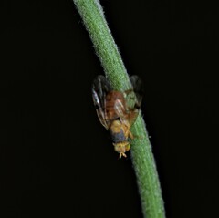 Neaspilota achilleae