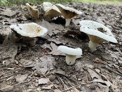 Lactifluus subvellereus