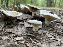 Lactifluus subvellereus