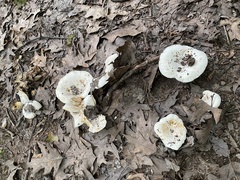 Lactifluus subvellereus