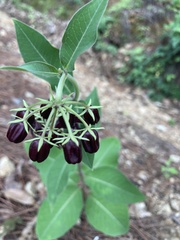 Asclepias melantha