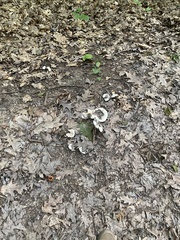 Lactifluus subvellereus