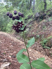Asclepias melantha
