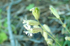 Silene sargentii