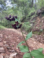 Asclepias melantha