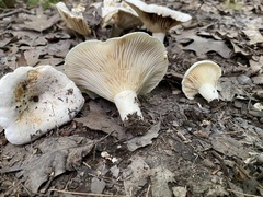 Lactifluus subvellereus