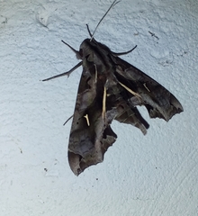 Hemeroplanes triptolemus