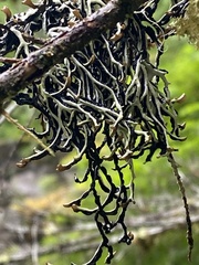 Hypogymnia duplicata