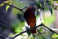 Rhytipterna holerythra