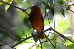 Rhytipterna holerythra