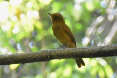 Rhytipterna holerythra