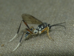 Baryceros audax