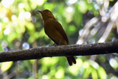 Rhytipterna holerythra