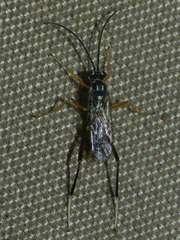 Baryceros audax