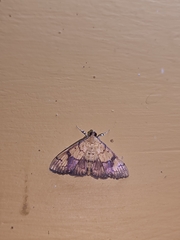 Isocentris