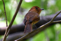 Rhytipterna holerythra