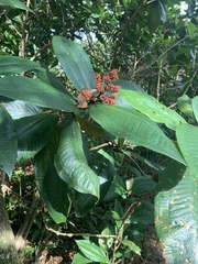 Miconia impetiolaris