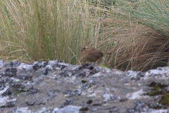 Troglodytes aedon brunneicollis