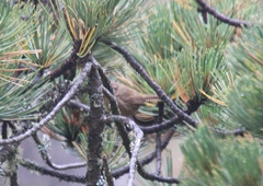 Troglodytes aedon brunneicollis