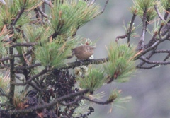 Troglodytes aedon brunneicollis
