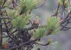 Troglodytes aedon brunneicollis
