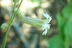 Silene sargentii