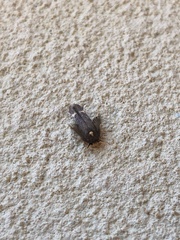 Stathmopoda masinissa